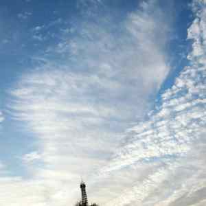 The trees are full of stars