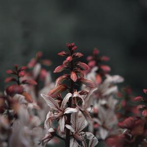 我把遂昌轻声唤（王觉DEMO）(1)