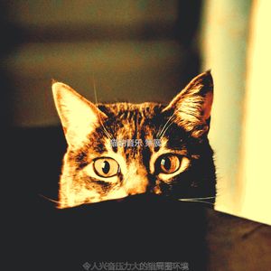 一尘不染睡猫印象数