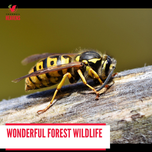 Cheerful Night Desert Aura