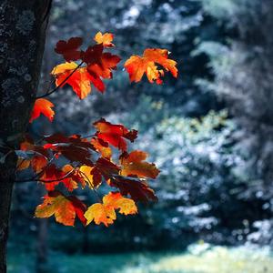 Leaves Of Agastia