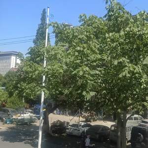 爱在人间有人心碎(六步)