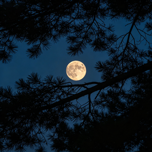 随风去