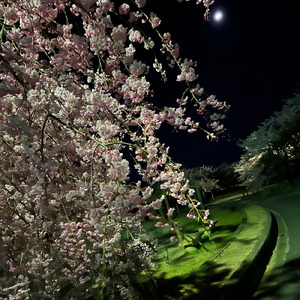 妙桜