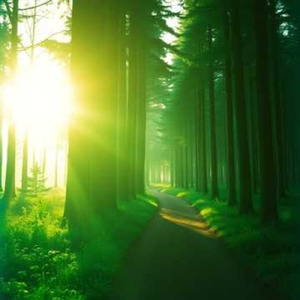 Sunbeams through the Emerald