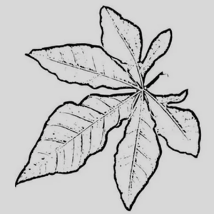 Kingslayer (cover BMTH / Babymetal)