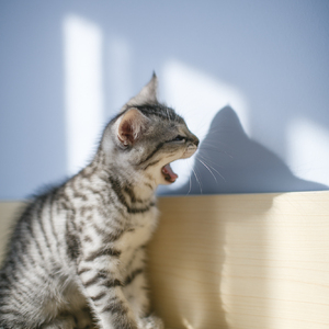 童话镇（Cover 暗杠）