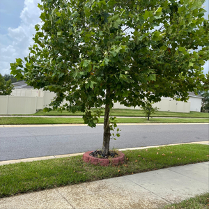 Lil' Fungus Boppin" (Live)