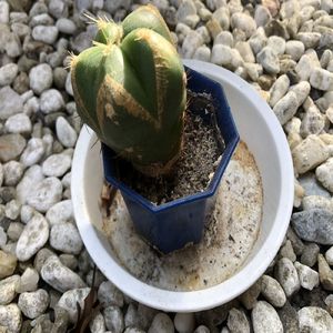 それはこうするの歌