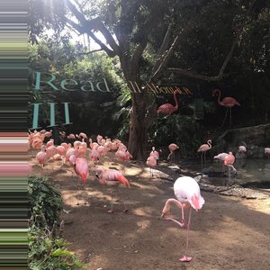 Emeli Sandé-Read All About It, Pt. III （Wolf remix）