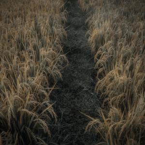 Agriculture