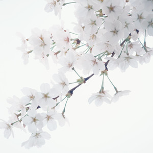 みなしごの雨 (NTS Live)