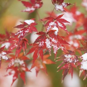 情人节