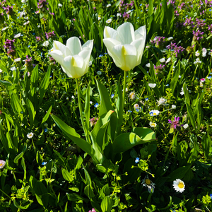 With a Smile and a Song