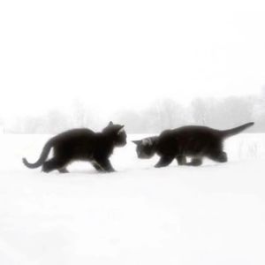 三分糖，多加冰