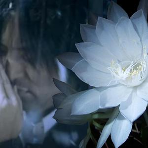 昙花再现_副歌