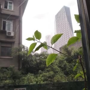 虞美人·春花秋月何时了