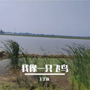 我像一只飞鸟
