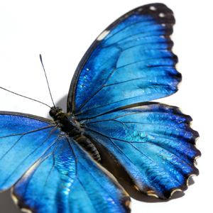 INFP.（prod by xw2danger）