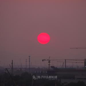 一腔诗意喂了狗