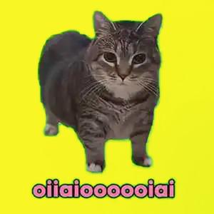 闪电旋转猫oiiaioooooiai