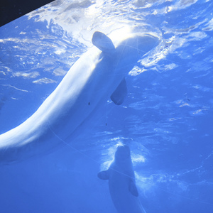 Whale's Back
