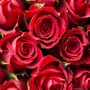 5yLviA（instrument）