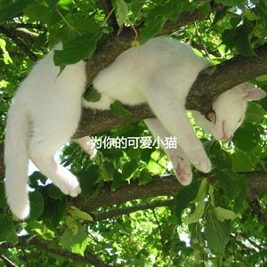 Brilliant Smooth Jazz Saxophone - Vibe for The Happiest Cats