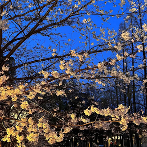 20251120_上午51053_0.wav