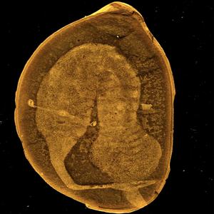 Sedimented Remnence of a Long Gone Age ((Fossilized))