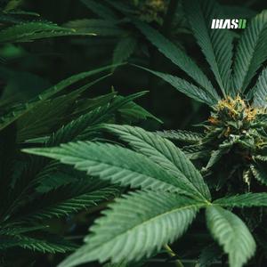 Highest Grade (feat. Lazy Grey & Crave One)