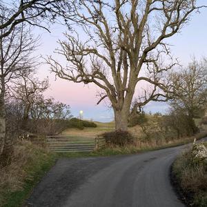 Chestnut (feat. Greg Costa)