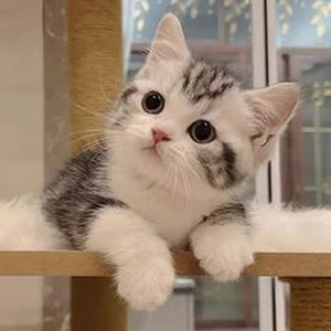 The Whole World is Crazy (slowed)