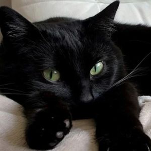 野猫