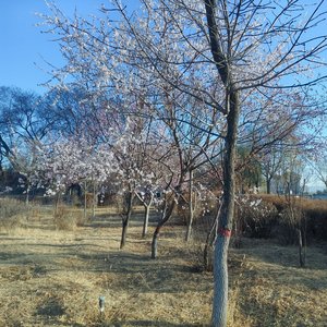 风栖庭花.wav