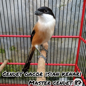 Cendet Gacor Isian Kenari (Live)