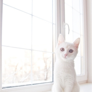 请告诉她（Cover 回音哥）