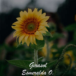 Girasol