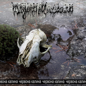 Червона калина