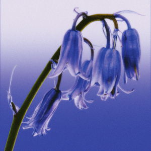 Bluebell