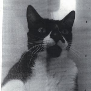 Da Costa (inc. Vambora) (Live)