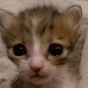 Hay mi gatico miau istrumental de detroid