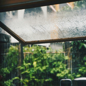 Rain Sounds In The Forest