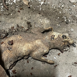 Won't hurt me anymore