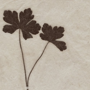 light dance (2010.07.03 大倉山記念館)