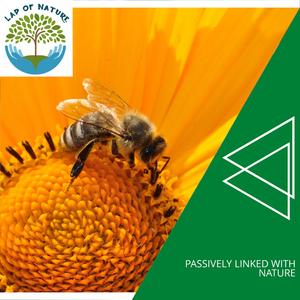 Tranquil Coniferous Forest Evening