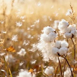 秋絮 (Cola & 莫叫姐姐 Remix)