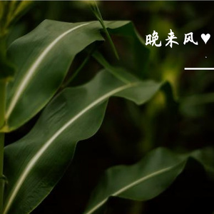 朝来寒雨，晚来风