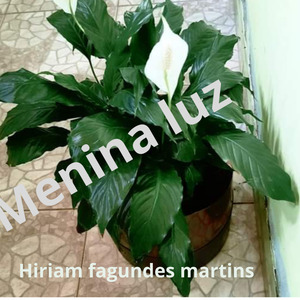 MENINA LUZ