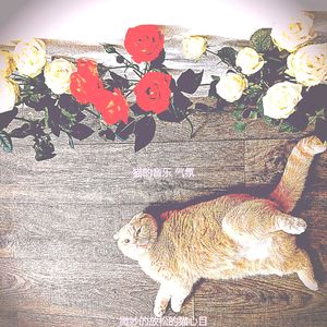 诗意的放松的猫节奏